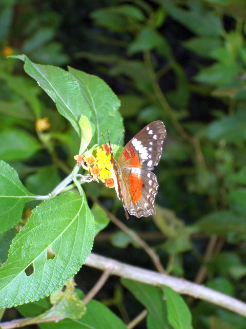 butterfly_on_flowers2.jpg
