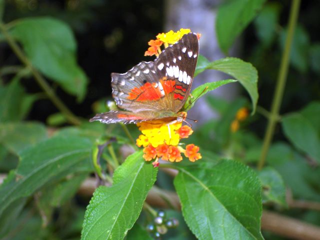 butterfly_on_flowers3.jpg