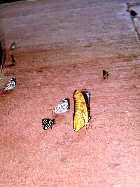 mariposas.jpg