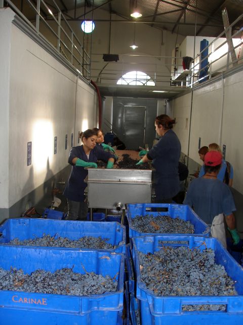 hand_sorting_grapes.jpg