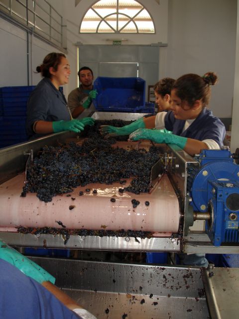 hand_sorting_grapes2.jpg