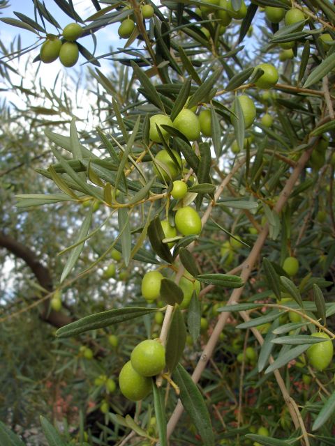 olives2.jpg