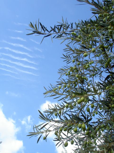 olives3.jpg