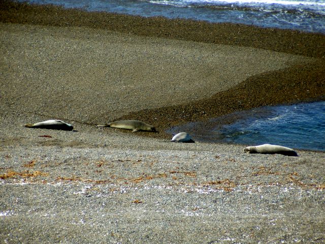 elephant_seals.jpg