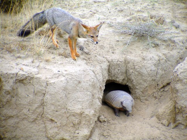 fox_and_armadillo.jpg