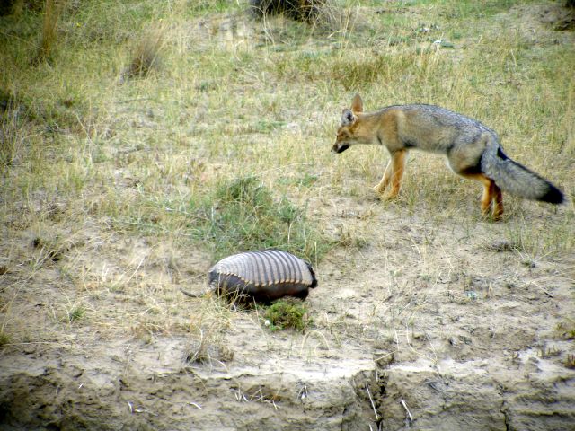 fox_and_armadillo2.jpg