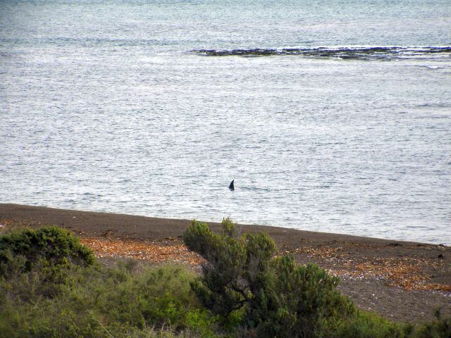 orca_at_punta_norte.jpg