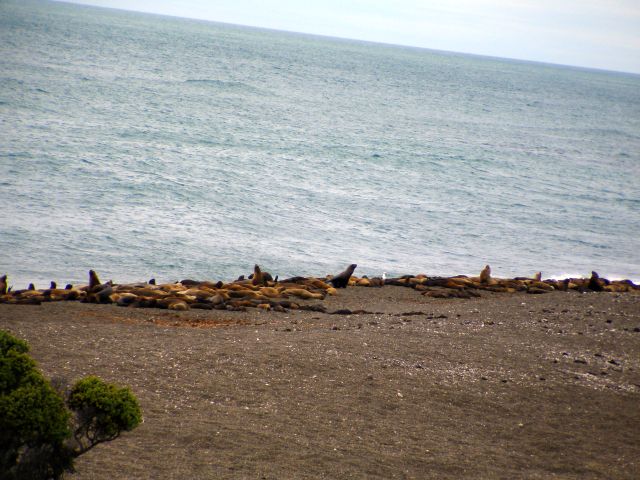 sea_lions5.jpg