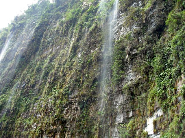 wall_of_plants_and_waterfalls.jpg