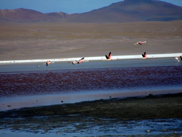 flying_flamingos2.jpg