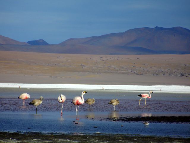 high_altitude_flamingos.jpg