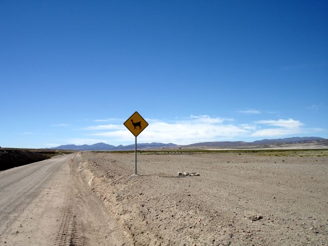 llama_crossing.jpg