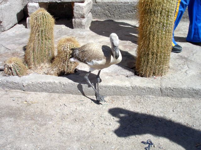 baby_flamingo.jpg