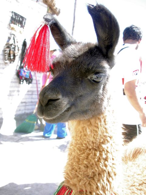 pet_llama_jots.jpg