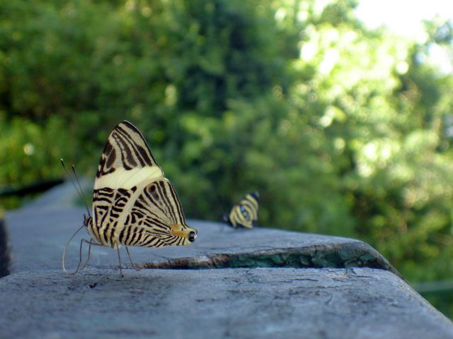 iguacu_butterflies.jpg