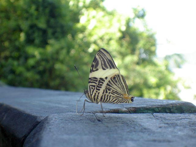 iguacu_butterfly4.jpg