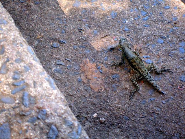 iguacu_lizard.jpg