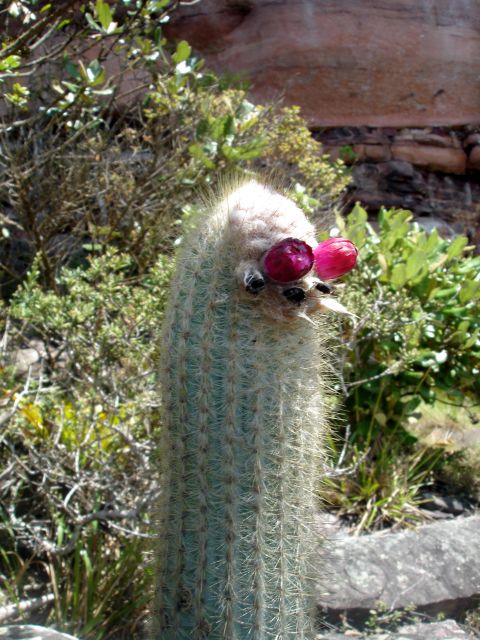 cactus_flower.jpg