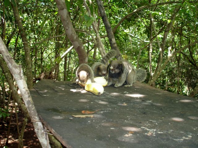 micos_eating_banana.jpg