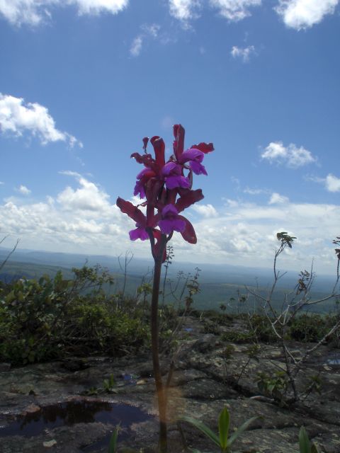 wild_orchids3.jpg