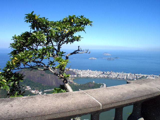 tree_and_rio.jpg