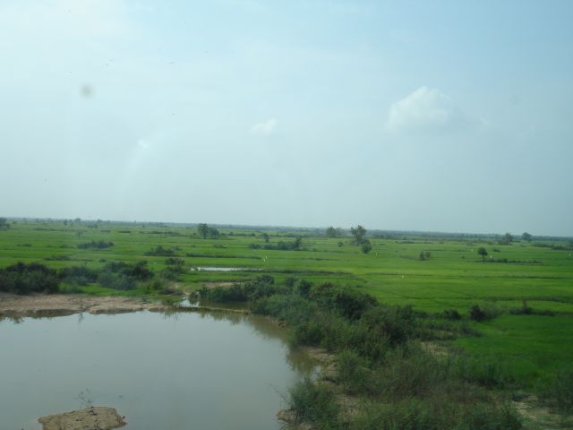 cambodia rice fields