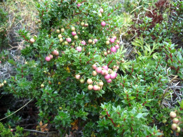 bright_pink_berries.jpg
