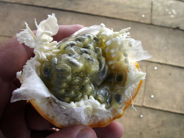 not fish eggs but guyabana