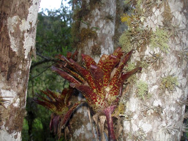 plant growing on tree
