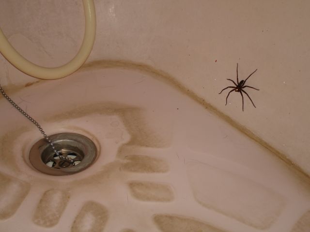 at_least_theres_no_mosquitos.jpg