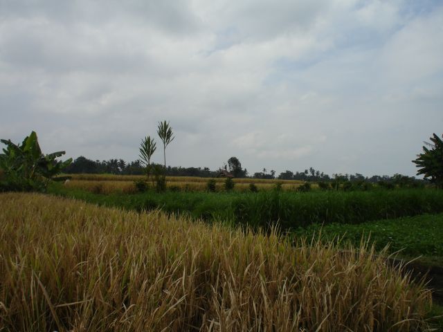 bali_countryside2.jpg