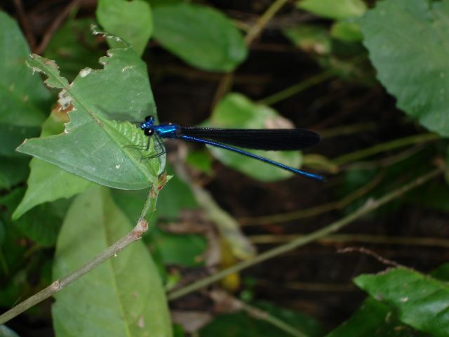 dragonfly3.jpg