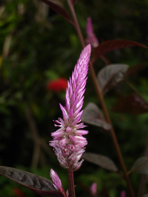 purple_flower_in_ubud.jpg