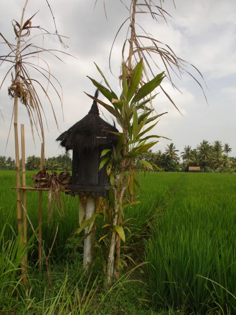 shrine_in_rice_paddies.jpg