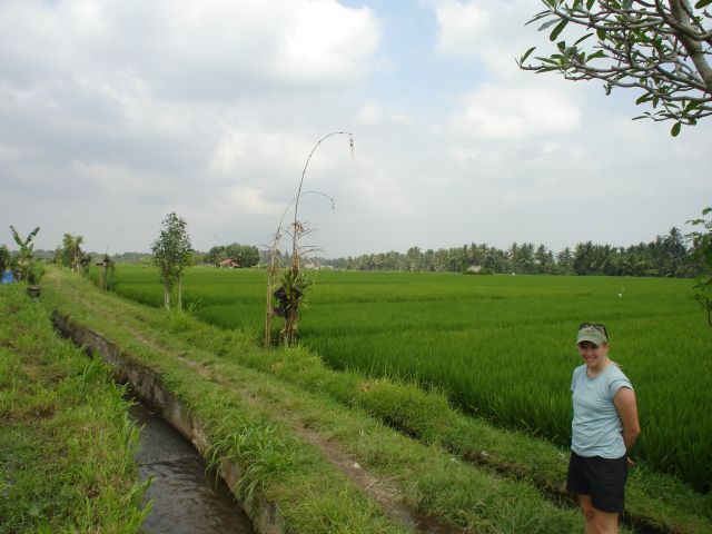 ubud_rice_paddies.jpg