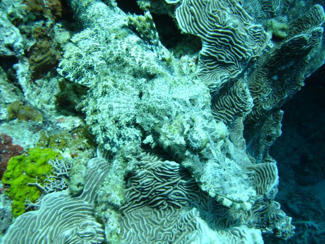 crocodile fish2