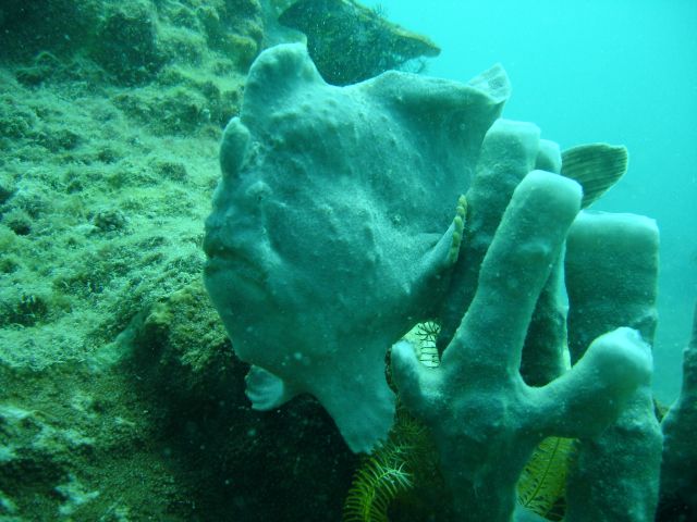 derawan frogfish