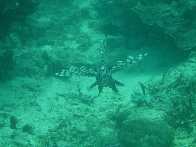 derawan lionfish2