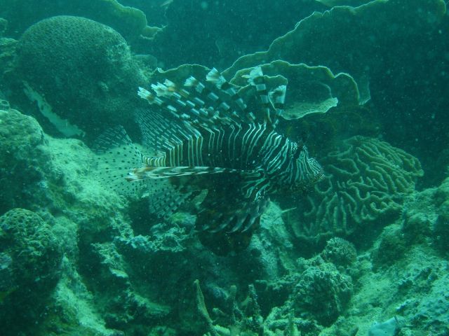 derawan lionfish3