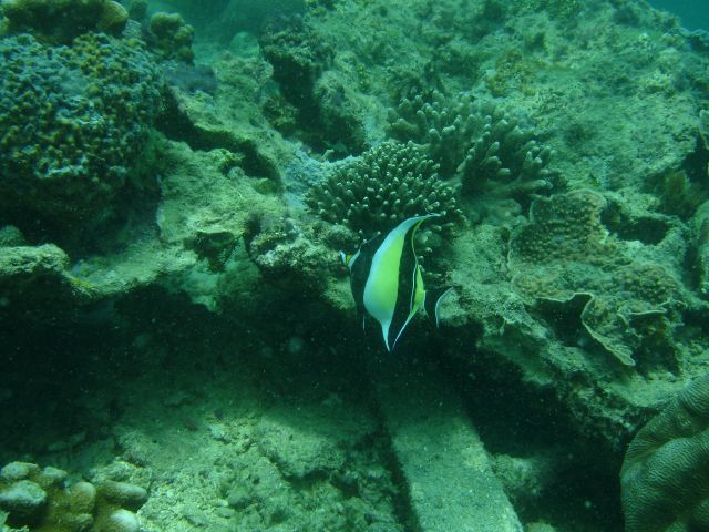 derawan moorish idol