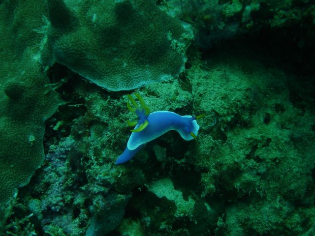 derawan nudibranch