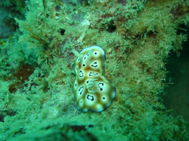 derawan nudibranch3