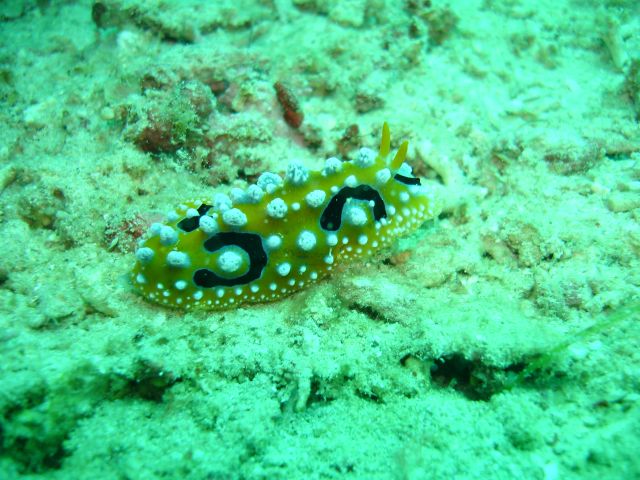 derawan nudibranch4