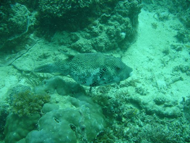 derawan pufferfish