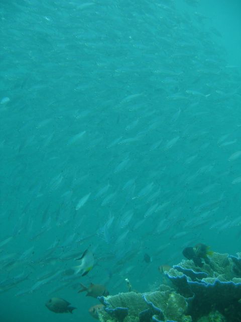 derawan school