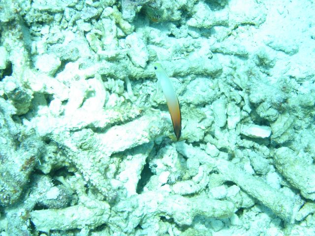goby2