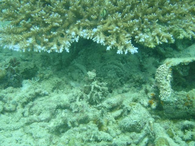 grumpy fish hiding