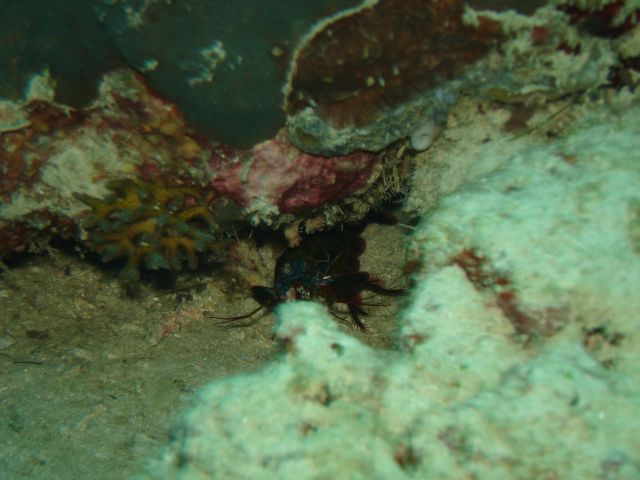 mantis shrimp
