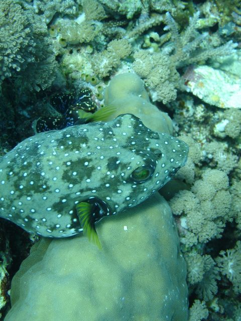 puffer fish
