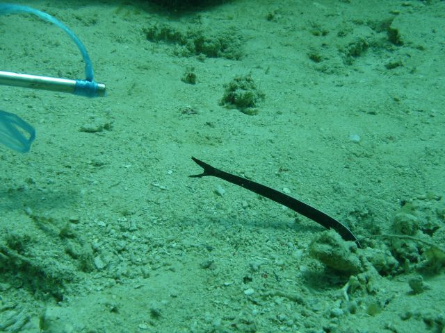 ribbon eel